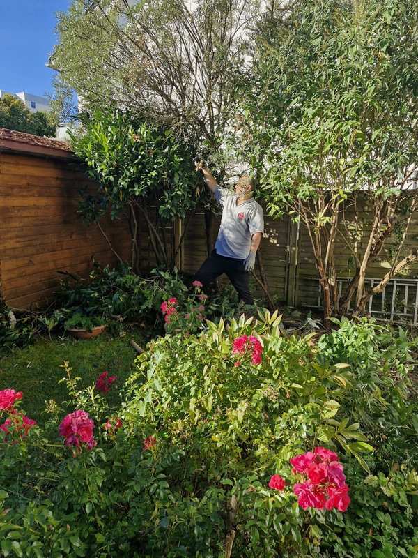 Baumschnitt im Garten, im Vordergrund Rosen