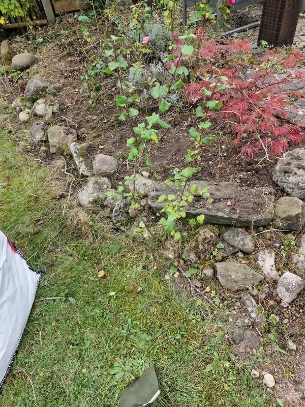 Steinbeet mit Unkraut vor der Beetpflege