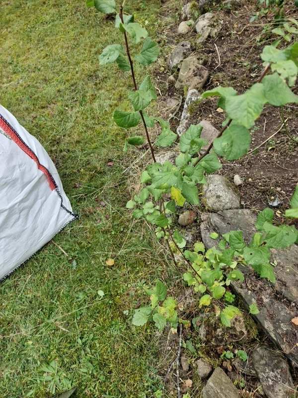 Beetrand mit Unkraut und Steinen