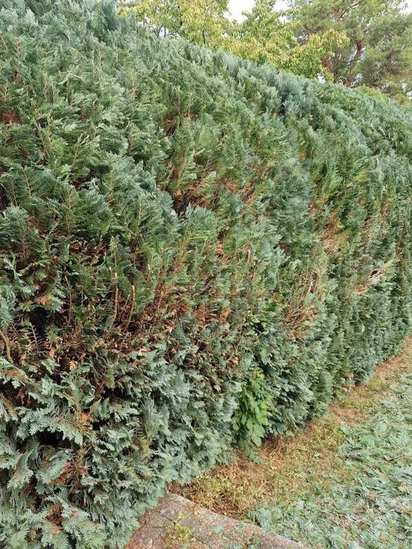 Nahaufnahme einer frisch geschnittenen Hecke