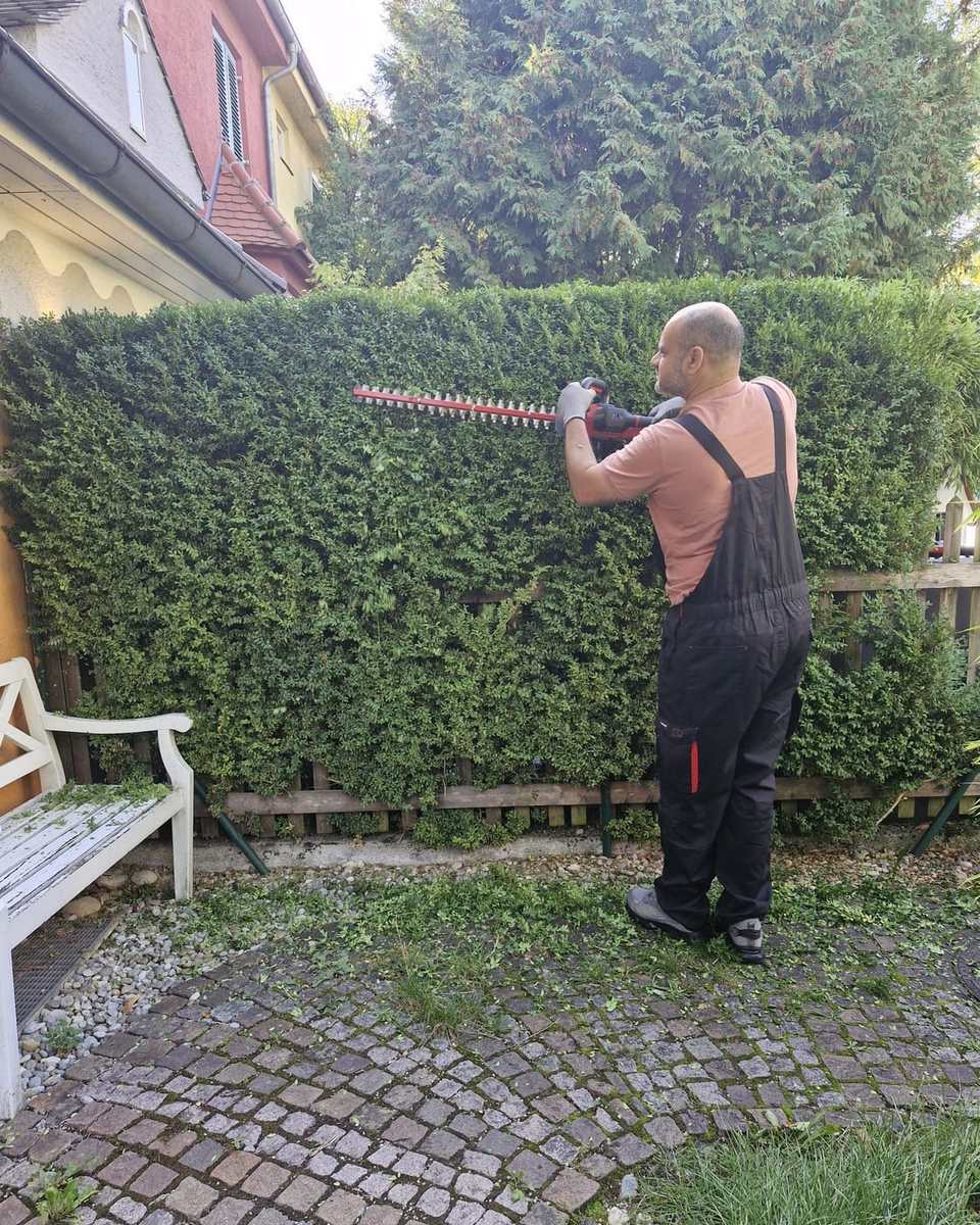 Aofok Nukhailawi schneidet eine hohe Hecke mit der elektrischen Heckenschere