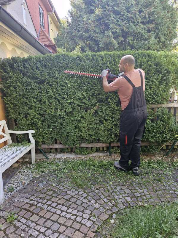 Aofok Nukhailawi schneidet eine hohe Hecke mit der elektrischen Heckenschere