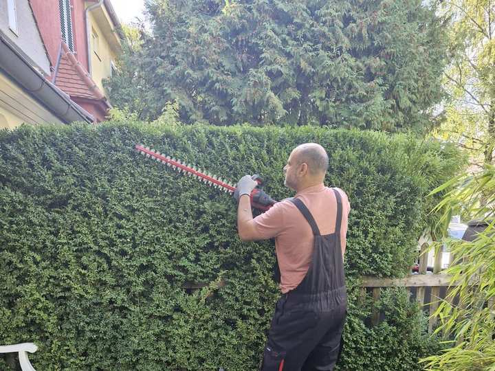 Formschnitt an einer dichten Hecke entlang eines Gartenwegs