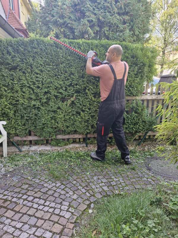 Heckenschnitt an der Oberkante einer Hecke