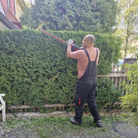 Heckenschnitt an der Oberkante einer Hecke