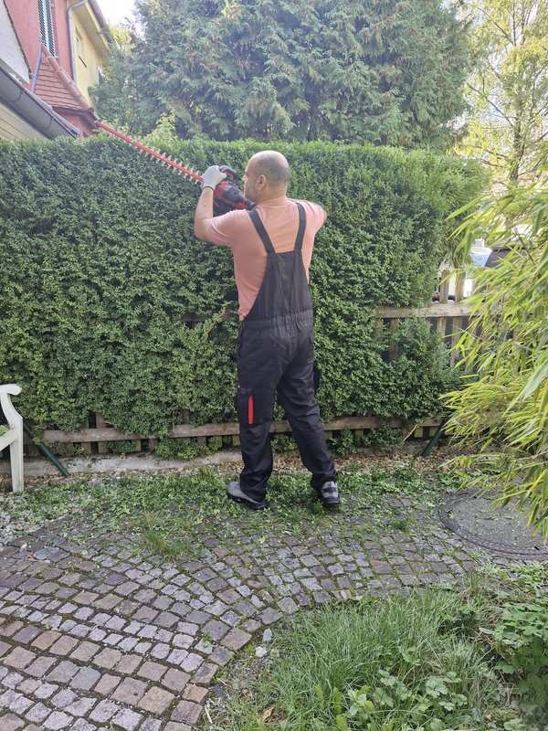 Gerader Schnitt an einer langen Hecke neben dem Pflasterweg