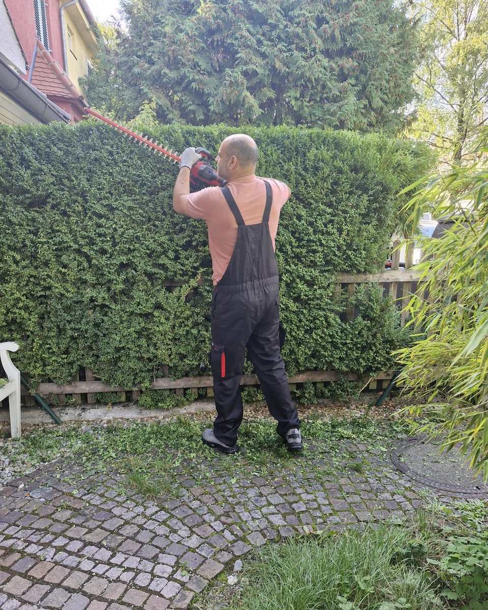 Gerader Schnitt an einer langen Hecke neben dem Pflasterweg