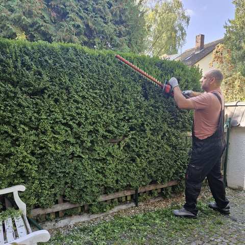 Seitlicher Rückschnitt einer Hecke mit der Heckenschere
