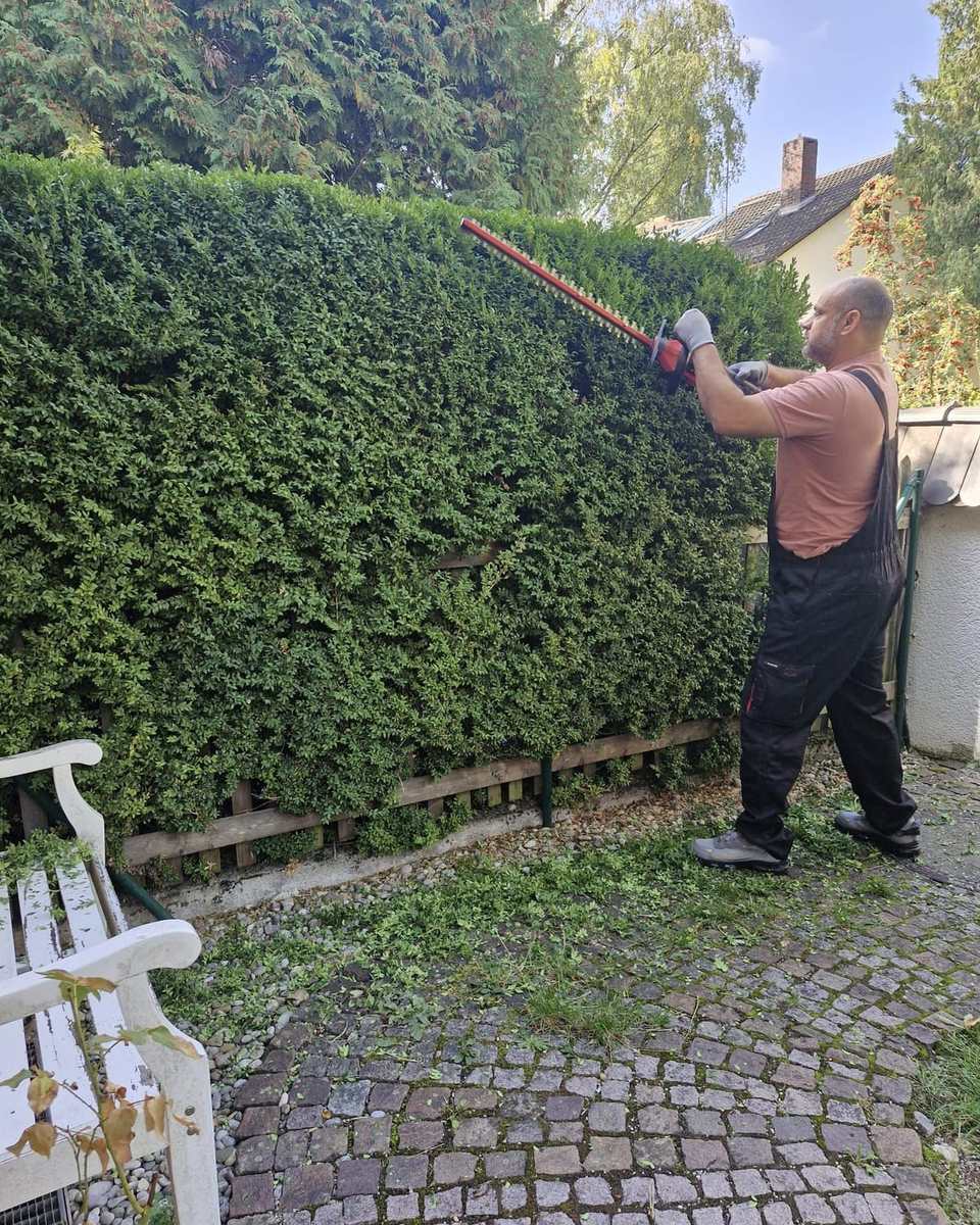 Seitlicher Rückschnitt einer Hecke mit der Heckenschere