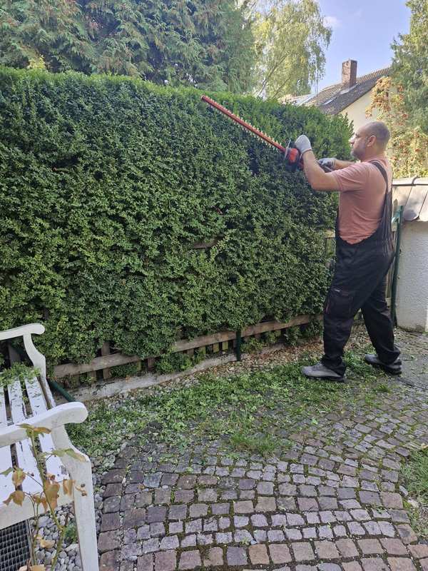 Seitlicher Rückschnitt einer Hecke mit der Heckenschere