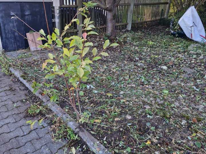 Herbstlaub und Schnittreste auf einer Gartenfläche