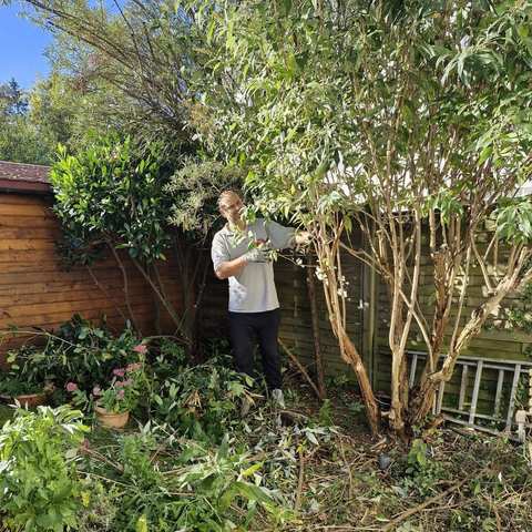 Strauchschnitt in einem Garten mit Holzzaun