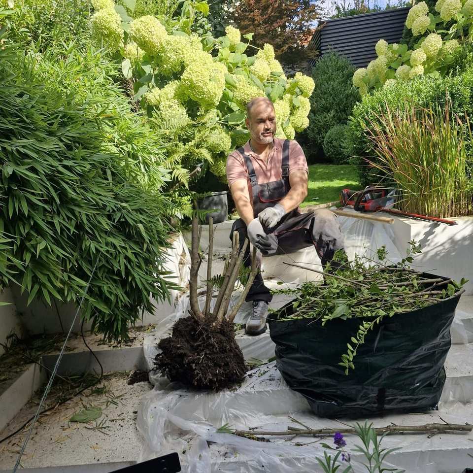 Ausgegrabener Strauch mit Wurzelballen neben einem Gartensack