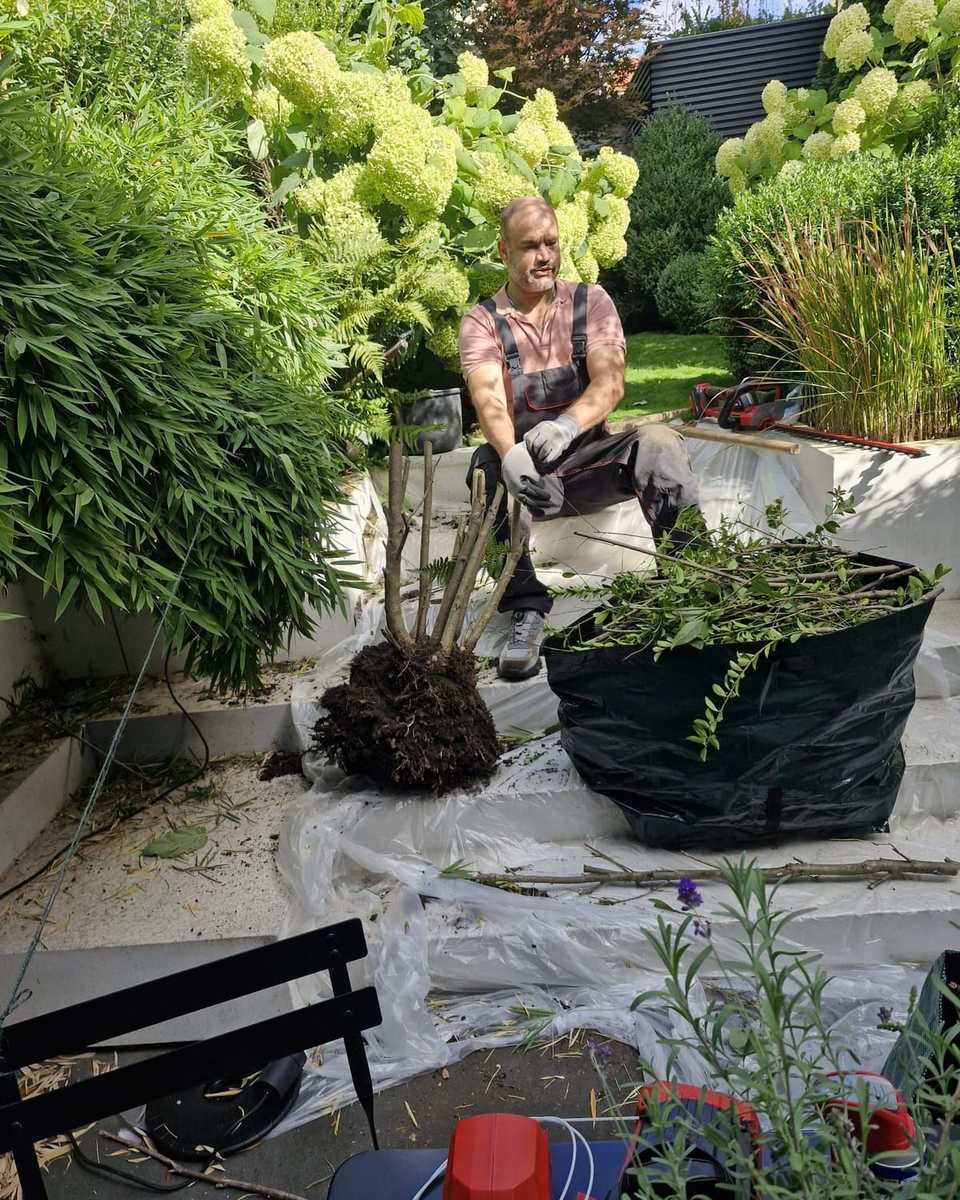 Ausgegrabener Strauch mit Wurzelballen neben einem Gartensack