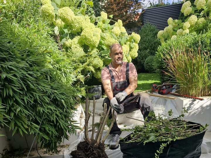 Ausgegrabener Strauch mit Wurzelballen neben einem Gartensack