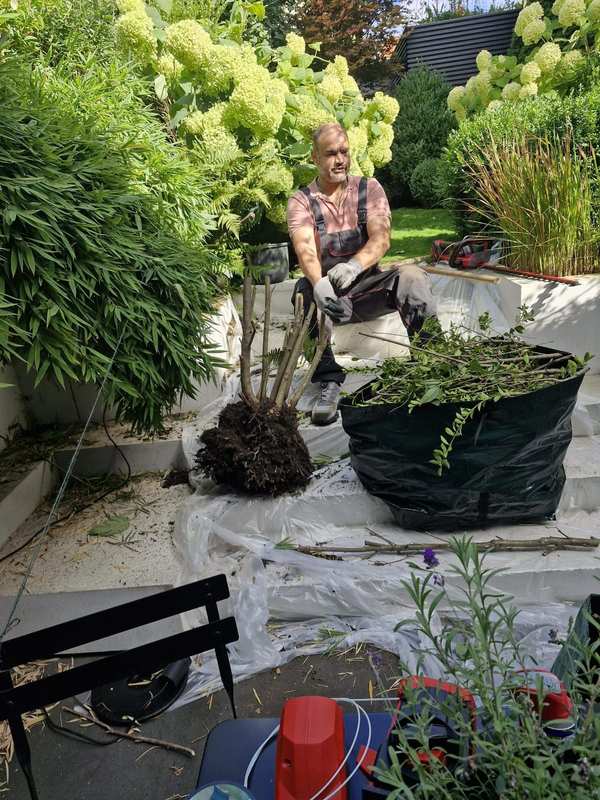 Ausgegrabener Strauch mit Wurzelballen neben einem Gartensack